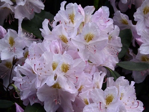 Rhododendron Catawb. Album